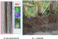 根际土壤微生物的乐园----中国科学院带农业生态