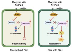 植保所揭示VOZ转录因子介导的水稻抗稻瘟病新机