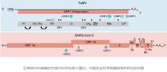 科技日报 研究揭示正单链RNA病毒编码小蛋白新策