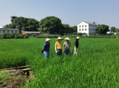 省农科院张再君研究员一行来我院枝江基地参观