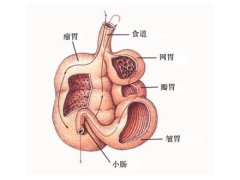 反刍动物的四个胃----中国科学院带农业生态研究