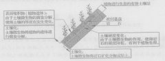 在石头上栽树种草有效土壤菌绿化法----中国科学