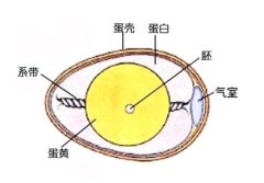 鸡蛋是一个细胞吗----中国科学院带农业生态研究