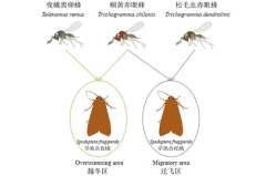 中国科学报 卵寄生蜂可显著制约草地贪夜蛾种群