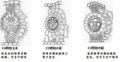 转玉米基因的水稻----中国科学院带农业生态研究