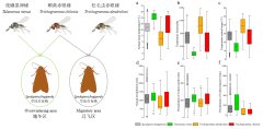 科技日报 卵寄生蜂对草地贪夜蛾的区域性生态调