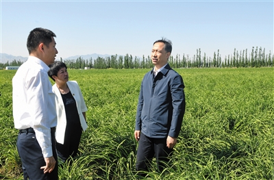 6月6日，省委常委、市委书记卢东亮在云州区深入田间地头察看黄花长势。张燕伟摄/