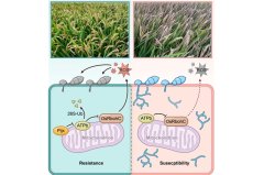 光明网 科学家发现广谱抗病新基因 可有效用于稻