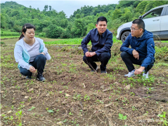 谋划中药材产业 助力乡村振兴