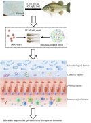 农业科研进展斑马鱼菌群和黑鲈肠道大乱斗竟有