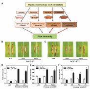 植保所揭示水稻羟基肉桂酰转移酶正调控稻瘟病
