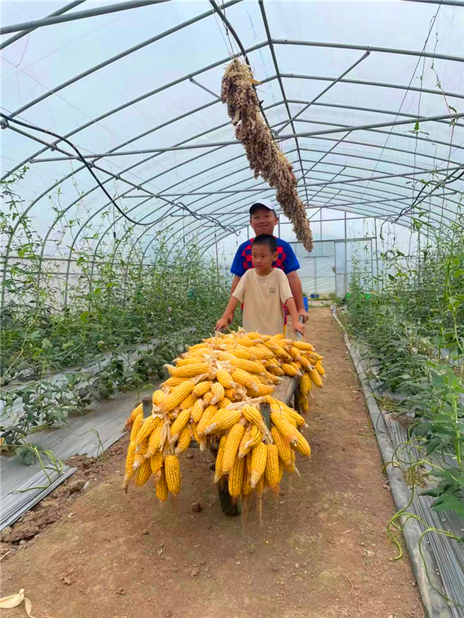 关于农业科普知识的活动_农业科普活动_科普农业活动主题