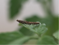 植保所解析番茄潜叶蛾优势寄生蜂的寄主选择行