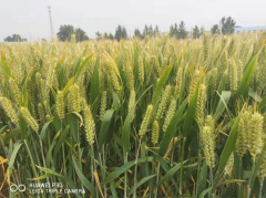 植保所首次两个抗病冬小麦新品种通过第四届国