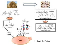 科研人员开发高效转化人造淀粉和单细胞蛋白新