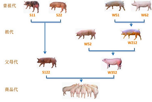 农业科研成果有哪些_农业科研成果_农业科学技术成果