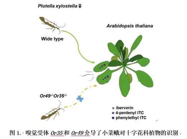 农业科研项目_农业研究成果_农业科研成果