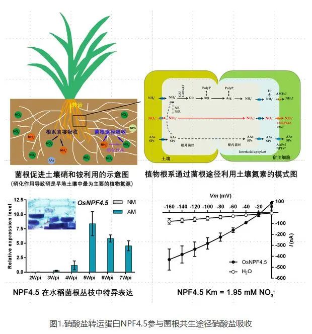 农业科研项目_农业科研成果_农业研究成果