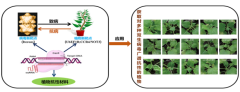 工人日报 双生病毒广谱抗性新材料创制成功可提