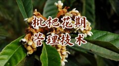 枇杷花期管理技术除草施肥水分管理和秋季修剪