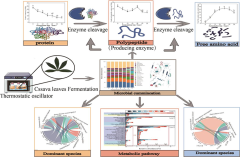 中国热科院品资所在木薯叶发酵过程中蛋白质降