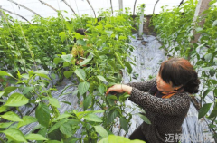 连阴雨天气管好棚菜创高效