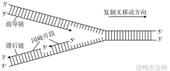 科技名词半不连续复制 semidiscontinuous replication