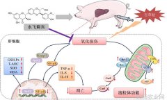 研究发现水飞蓟宾可改善断奶仔猪肝脏氧化损伤