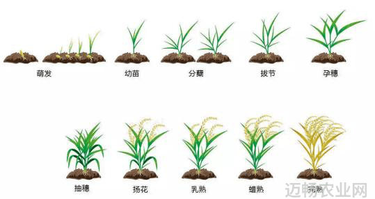 农业科普知识宣传_农业科普活动_农业科普讲座