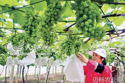 农业图片新闻_新闻农业图片卡通_新闻农业图片大全