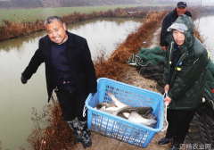 水清鱼肥迎新年