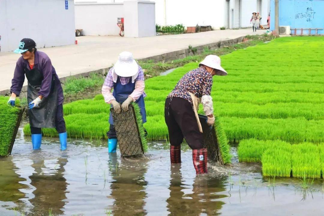 农业科普知识宣传_农业科普活动_农业科普讲座