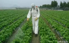 夏季三天两头下雨哪些农药能在雨天喷施