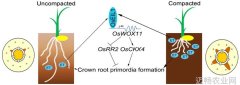 乙烯促进水稻扎根紧实土壤