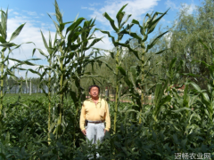 抗冷耐冻沈阳军区65447部队第三四积温带农副业生