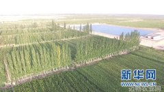 宁夏盐池高效节水灌溉造就产业绿洲