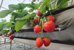 北京昌平草莓全年不断档首批四季草莓已成熟