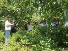 商洛科特派上河村开展林下魔芋栽培技术专题培