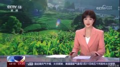 CCTV-13 新闻直播间春茶小课堂 明前茶集中上市 有