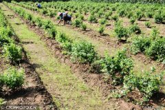 天气晴好管护采收忙 中药材种植助农增收