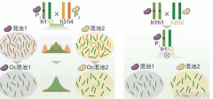 中国科学报 异交植物基因高效定位新算法工具开