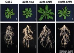 中国科学报nbsp新型植物RNA甲基化编辑工具研发成