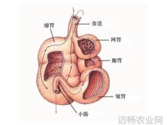 难以置信中国科学院研究出反刍动物的四个胃让