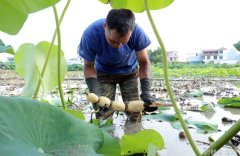 藕遇夏收季 泥里淘金忙