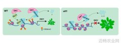 工人日报 表观遗传学研究揭示植物器官大小的奥