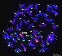 育种界首次完成黑麦基因组精细图谱组装 小麦育