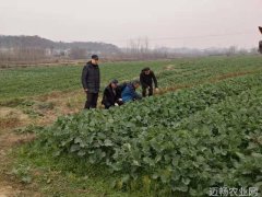 油菜学院的小伙伴们去旅游啦