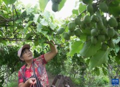 河北秦皇岛发展特色种植促农增收