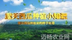 露天西瓜种植实用小知识