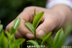 贵州从江茶园春芽香